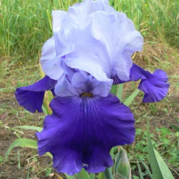 Blue Buddha Farm Etsy