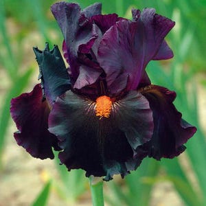 Bearded Iris &#39;Dracula’s Kiss&#39; Bulb – Dark Purple with Tangerine Beards | 36&quot; Tall | Blue Buddha Farm