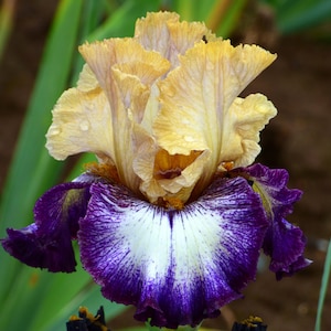 Bulbo &#39;Margin Call&#39; de Íris Barbuda – Absinto Amarelo e Roxo Plicata | 35&quot; de altura | Fazenda Buda Azul