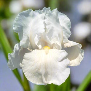 Bearded Iris 'Frequent Flyer' Bulb – White Reblooming Iris | 32" Tall | Blue Buddha Farm