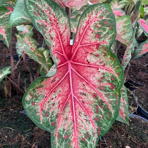 Wildfire Caladium (2 Birnen) -seltenes Caladium für Innen- und Außenpflanzen - Blaue Buddha Farm