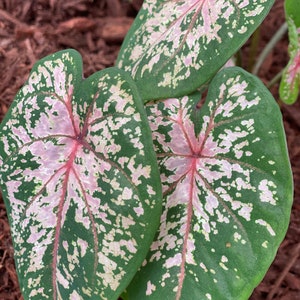 Pink Beauty Caladium Zwiebeln (2er-Set) - Einfach zu züchtende tropische Laubpflanze für Innenräume oder schattige Gärten I Blue Buddha Farm