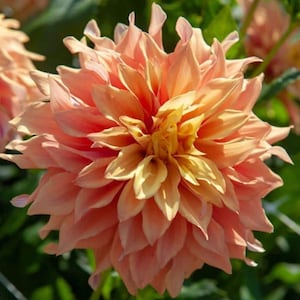 May include: Close-up of a peach-colored dahlia flower with layers of petals. The center of the flower is a vibrant yellow, with the outer petals transitioning to a soft peach hue. The flower is in full bloom, showcasing its intricate details.