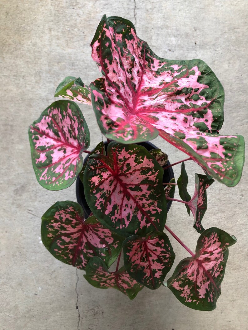 Caladium Gypsy Rose Bulbs 2 per order Etsy