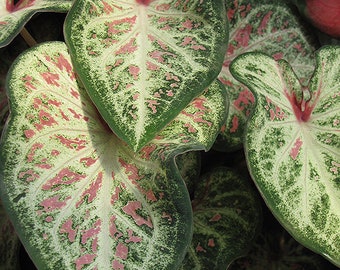 Candyland Caladium (2 Zwiebeln) - Einfach zu züchtende mehrjährige Pflanze für drinnen oder draußen - Blue Buddha Farm