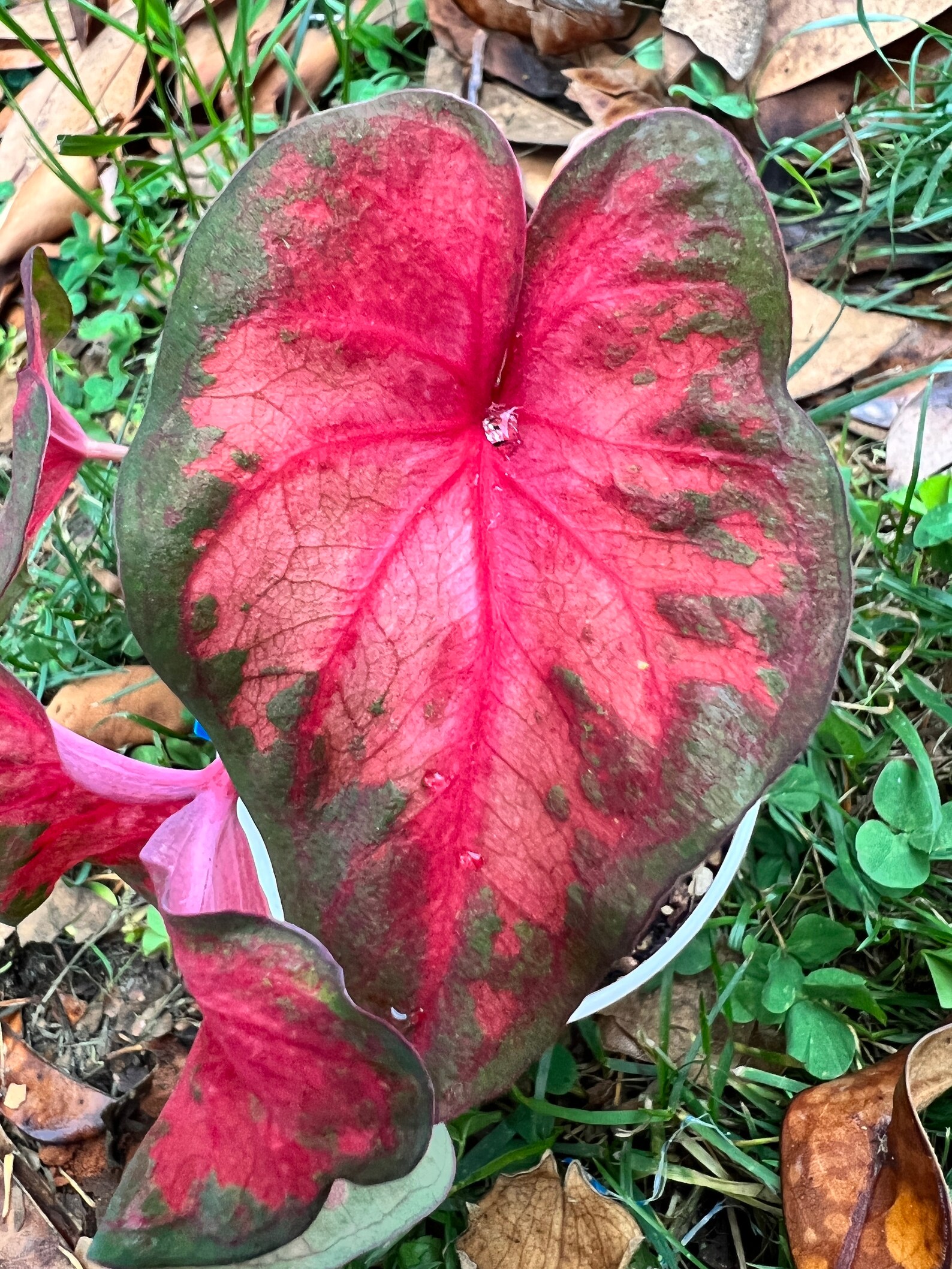 Clowning Around Size 1 Caladium 2 Bulbs - Etsy
