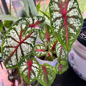 以下が含まれることがあります： 大きなハート型の葉を持つ観葉植物。葉は白と赤の斑入りで緑色をしています。植物は白い鉢に入っています。