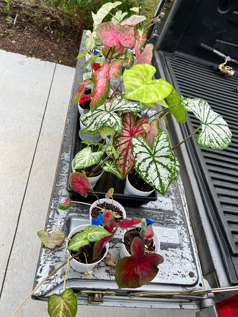 Caladium Variety Mix zufällige Mischung von Zwiebeln Einfach zu züchtende mehrjährige Pflanze im Innen oder Außenbereich Blue Buddha Farm Bild 5