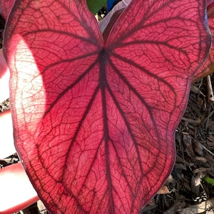 Desert Sunset Caladium (2 Birnen) Einfach zu züchtende Innen- oder Außenstaude - Blue Buddha Farm