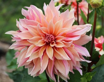 Labyrinth Dinnerplate Dahlia - Planta perenne fácil de cultivar en interiores o exteriores - Blue Buddha Farm