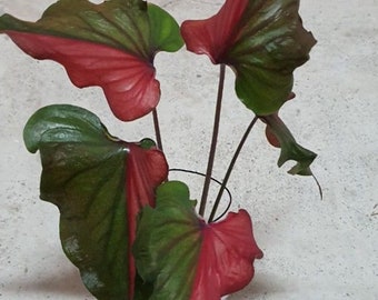 Caladio Harrison Strap (2 bulbos) / Planta tropical rara que cambia de color / Blue Buddha Farm