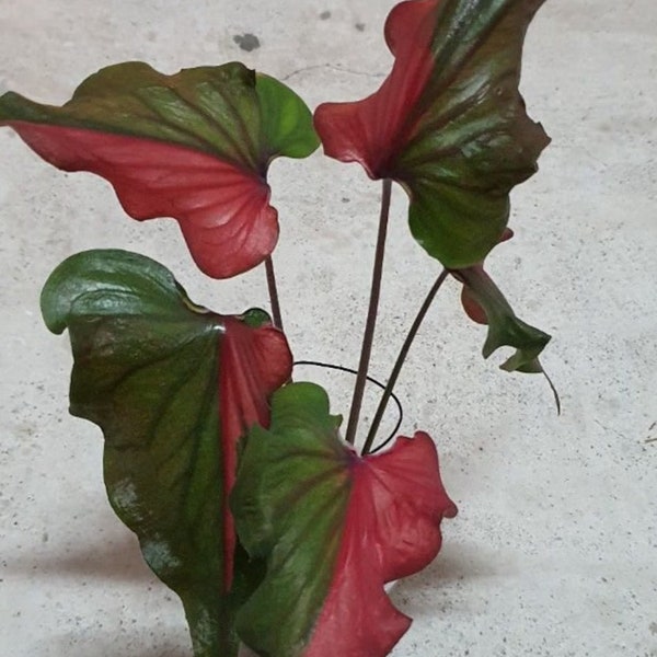 Harrison-bandje caladium (2 bollen) | Zeldzame, van kleur veranderende tropische plant | Blauwe Boeddha-boerderij