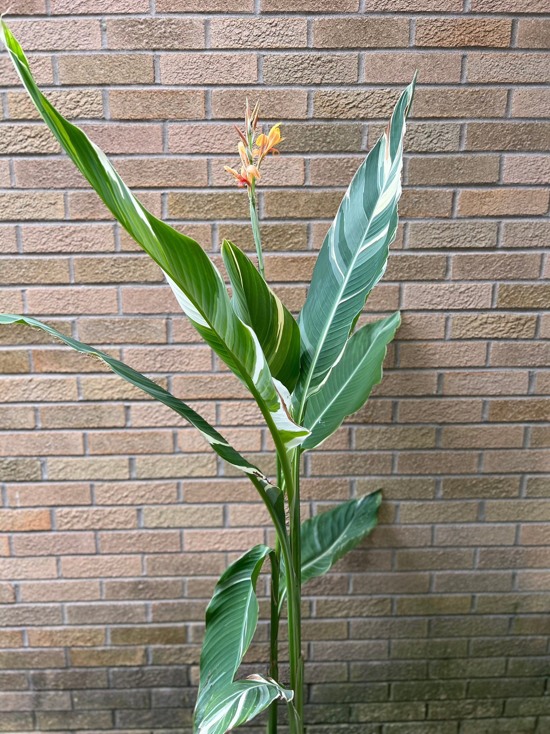 シュトゥットガルト・カンナ・リリーの根茎 – 斑入りの葉、桃色の花