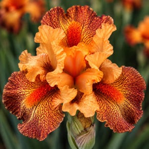 May include: A vibrant iris flower featuring ruffled petals in shades of deep burnt orange and copper. The lower petals display intricate dark red veining and a prominent, fuzzy, bright orange beard extending from the center of each petal.