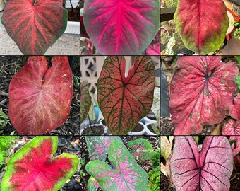 Caladium Red Mix (All Red Varieties) - Easy to Grow Indoor or Outdoor Perennial Plant - Blue Buddha Farm