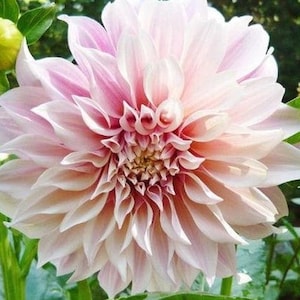 Cafe Au Lait Dinnerplate Dahlia  (1 Tuber)  I Blue Buddha Farm *PREORDER 2026