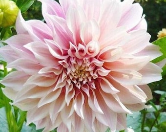 Cafe Au Lait Dinnerplate Dahlia Tuber | *PREORDER Spring 2026* I Blue Buddha Farm
