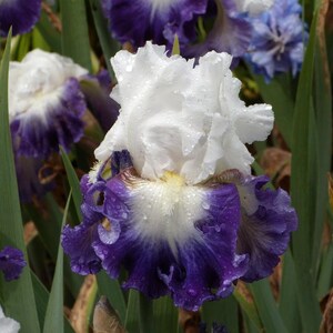 Iris barbu d'Alsea Falls - Vivace facile à cultiver - Blue Buddha Farm