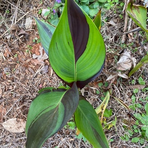 Cleopatra Canna Lily Rhizome – Orange, Yellow Blooms, Variegated Foliage image 8