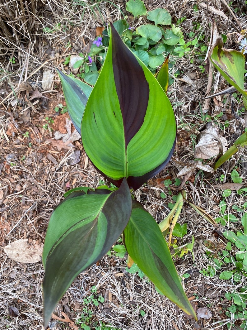 Cleopatra Canna Lily Rhizome – Orange, Yellow Blooms, Variegated Foliage image 8