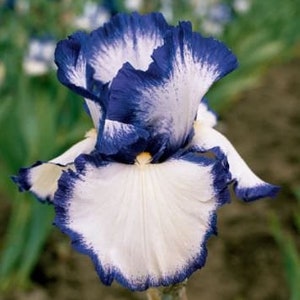 Bearded Iris 'Presby’s Crown Jewel' Bulb  – Blue-Violet & White Plicata | 36" Tall | Blue Buddha Farm
