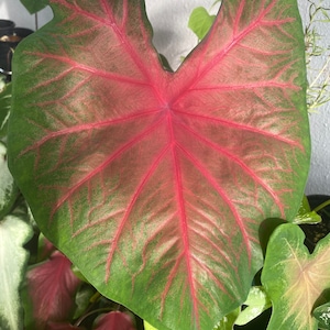 Poecile Anglais Caladium (2 Birnen) -Einfach zu wachsen Indoor oder Outdoor mehrjährige Pflanze - Blue Buddha Farm