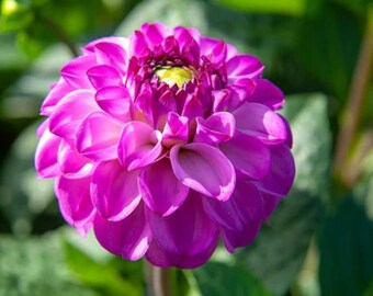 Salvation Ball Dahlia - Easy to Grow Indoor or Outdoor Perennial Plant - Blue Buddha Farm