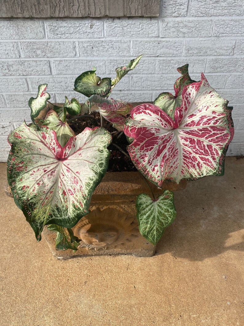 Peppermint Caladium 2 Bulbs PREORDER Blue Buddha Farm Etsy Australia