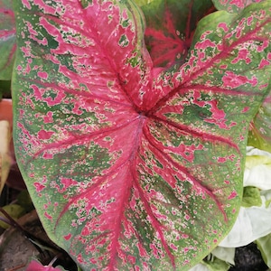 Pode incluir: Uma folha grande e vibrante com um centro verde escuro e bordas rosa brilhantes. A folha tem um padrão manchado de verde e rosa, criando um design único e atraente.