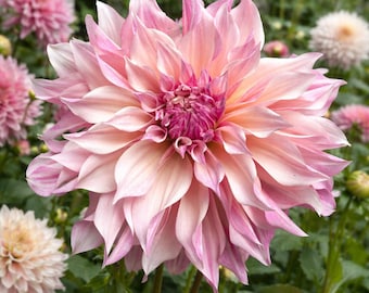 Tubérculo de Dália Café Au Lait Royal Dinnerplate | Flor Blush Champagne (PRÉ-VENDA 2026)