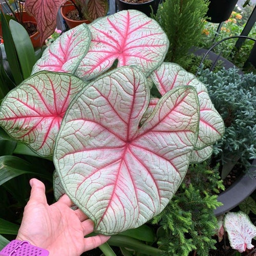 White Lightning Caladium 2 Bulbs Etsy