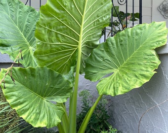 Bulbo a forma di orecchio di elefante verticale di Alocasia Odora - Pianta perenne facile da coltivare per interni o esterni - Blue Buddha Farm