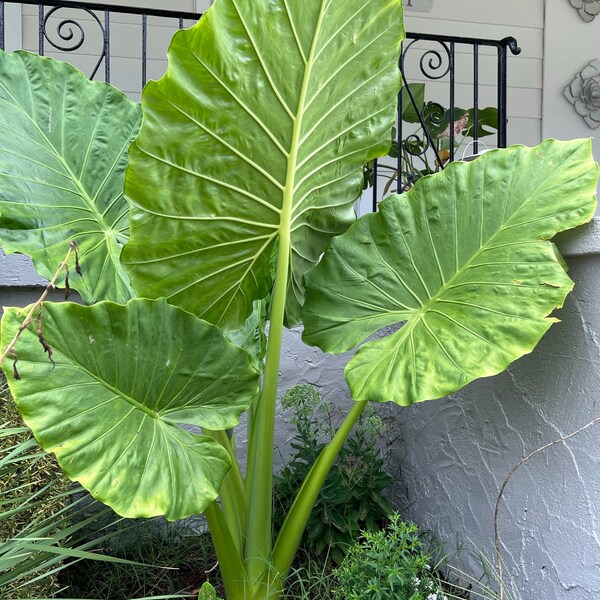 Upright Alocasia Odora Elephant Ear Bulb - Easy to Grow Indoor or Outdoor Perennial Plant - Blue Buddha Farm