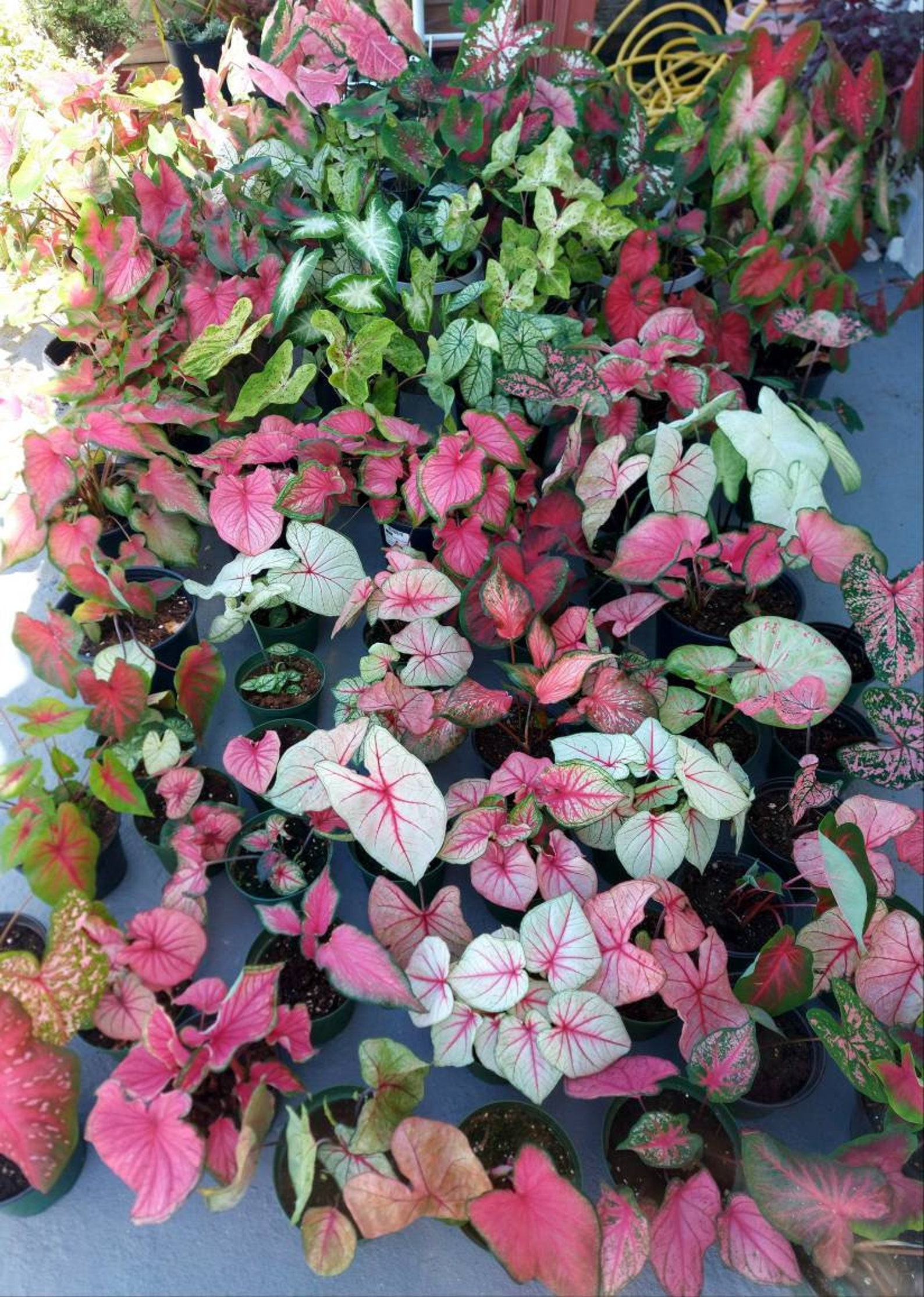 Caladium Mix random Mixed Varieties 5 Bulbs Easy to Grow Etsy