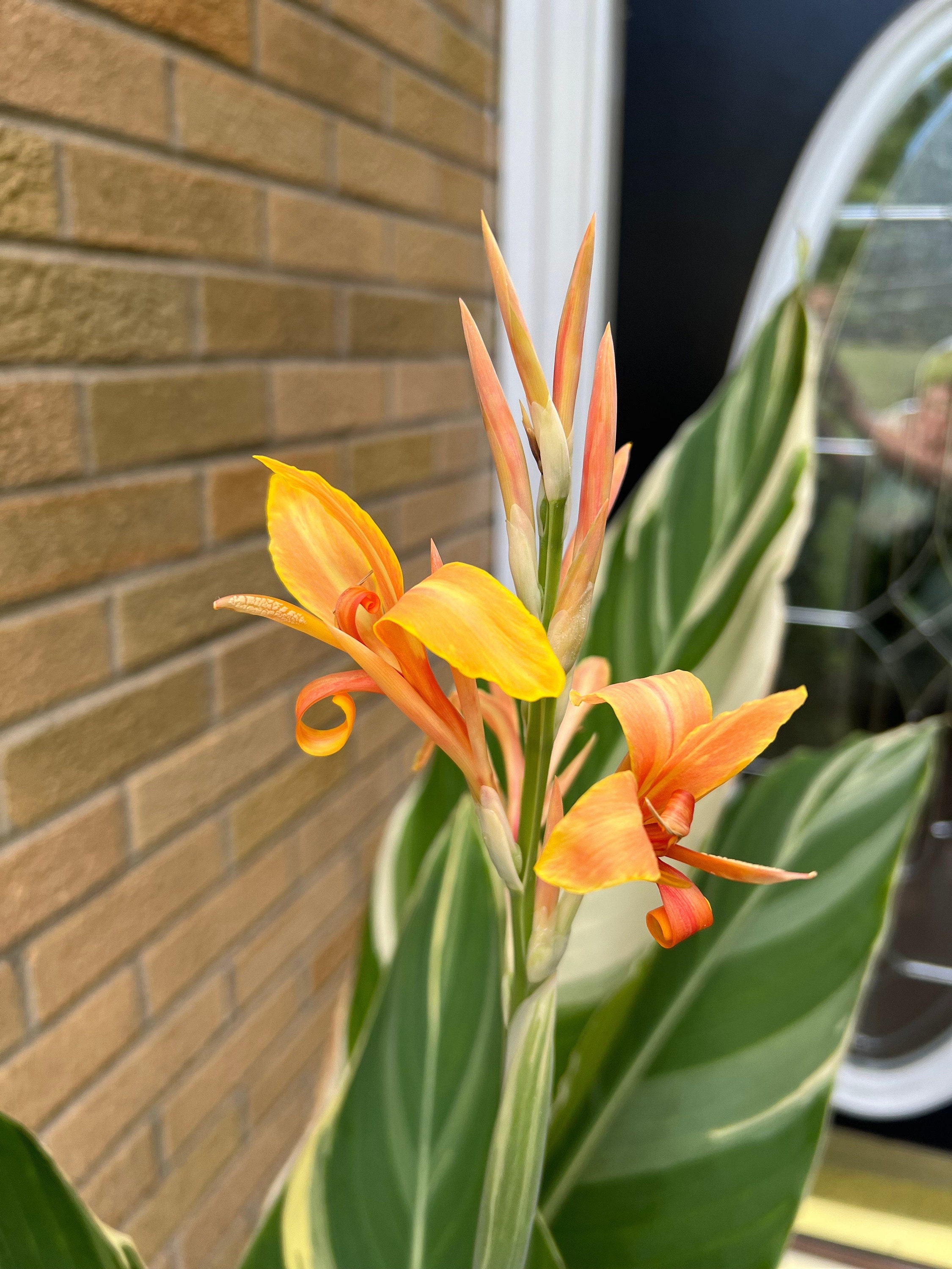 シュトゥットガルト・カンナ・リリーの根茎 – 斑入りの葉、桃色の花
