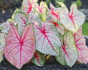 White Queen Caladium (5 bombillas) - Planta perenne fácil de cultivar en interiores o exteriores - Blue Buddha Farm