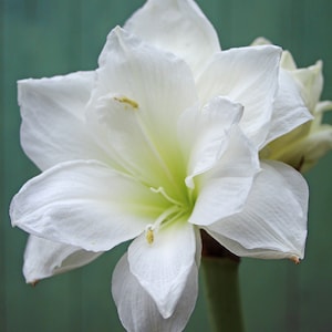 HERBST VORBESTELLUNG I Amaryllis 'Alfresco' – Duftende weisse Blüte | Perfektes Indoor Winter Geschenk | Blauer Buddha auf dem Bauernhof