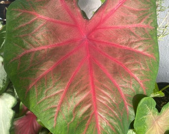 Poecile Anglais Caladium (2 Zwiebeln) - Einfach zu züchtende mehrjährige Pflanze für drinnen oder draußen - Blue Buddha Farm