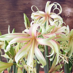 Bulbo de azafrán amarilis – Flores exóticas de sonatini chartreuse y frambuesa / Blue Buddha Farm