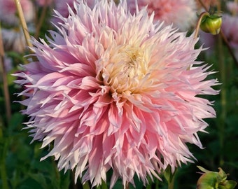 Pinelands Princess Dinnerplate Dahlia (1 Tuber) I Blue Buddha Farm
