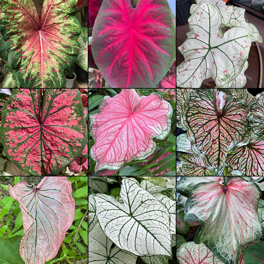 Coladium Mix Caladium Bulbs – Dazzling Foliage for Shade, Sun & Indoors! | Blue ...