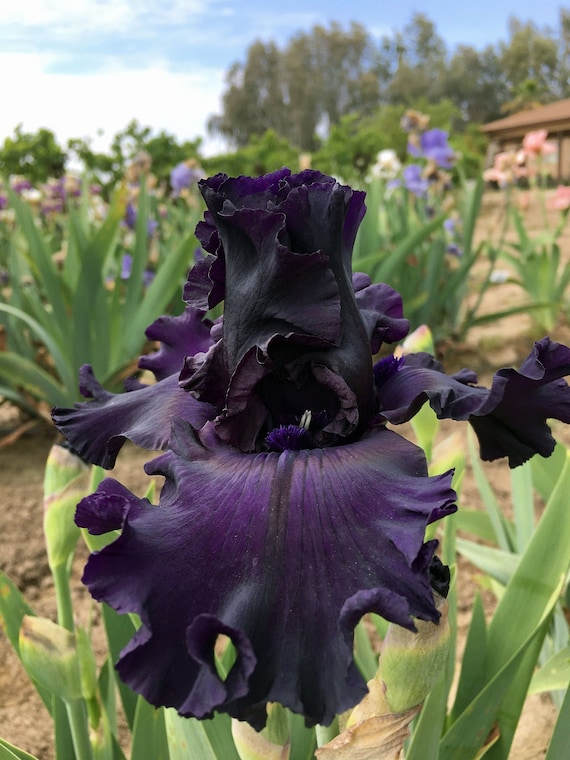 All Night Long Intermediate Bearded Iris Rhizome | Deep Black Ruffled Blooms | Blue Buddha Farm