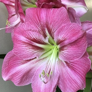 Amaryllis 'Candy Floss' Bulb – Soft Pink Trumpet Blooms | Fall Preorder 2025 | Blue Buddha Farm