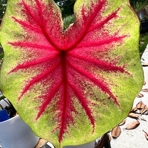 Scarlet Pimpernel Caladium (2 Bulbs) - Easy to Grow Indoor or Outdoor Perennial Plant - Blue Buddha Farm