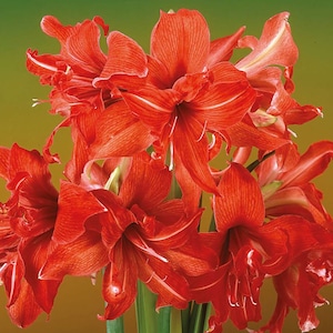 Bulbo de Amaryllis Fanfare: flores dobles de Sonata roja con pétalos ondulados / Blue Buddha Farm