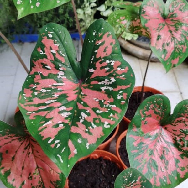 Sproeten Caladium (2 bollen) - Gemakkelijk te kweken vaste plant voor binnen of buiten - Blue Buddha Farm