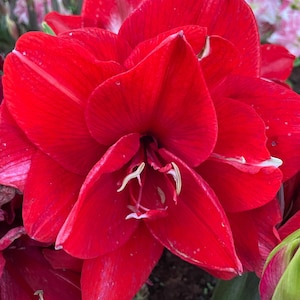 PREORDER ** Amaryllis Ragtime Bulb – Double Red Symphony Blooms with Bold Energy | Blue Buddha Farm