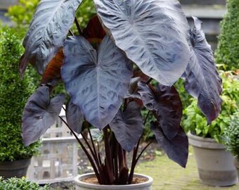 Elephant Ear Bulbs Perennial Candidum Colocasia Hardy Bonsai Stunning Live Plant