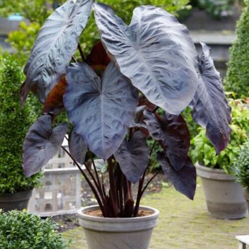 10 Alocasia zebrina Etsy UK