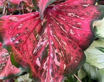Pink Panther Caladium (2 bulbs) - Easy to Grow Indoor or Outdoor Perennial Plant - Blue Buddha Farm